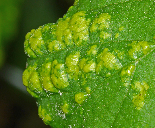 Acalitus brevitarsus