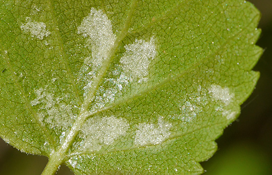 Acalitus rudis