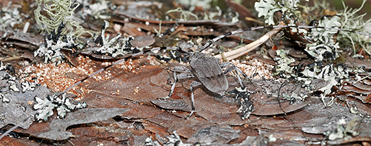 Acanthocinus aedilis