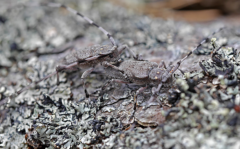 Acanthocinus aedili