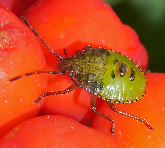 Acanthosoma haemorrhoidale