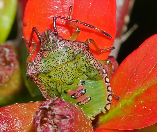 Acanthosoma haemorrhoidale