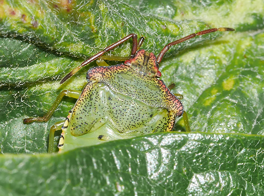 Acanthosoma haemorrhoidale