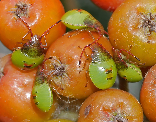 Acanthosoma haemorrhoidale