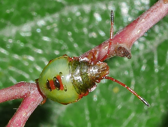 Acanthosoma haemorrhoidale