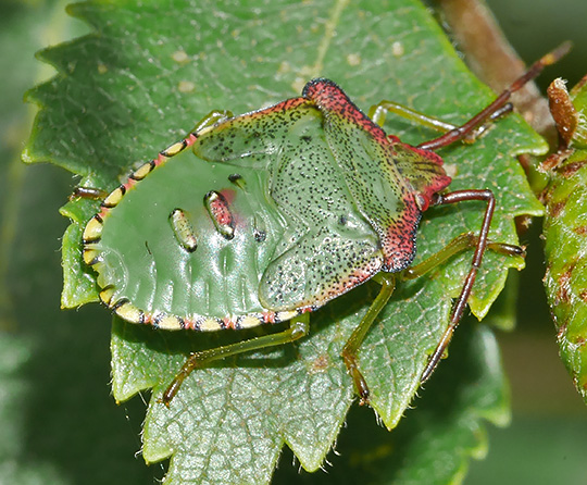 Acanthosoma haemorrhoidale