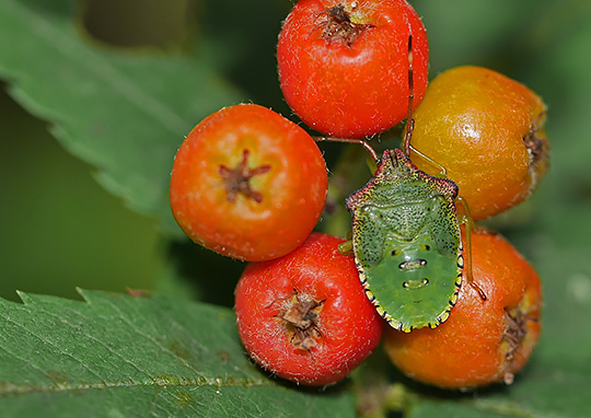 Acanthosoma haemorrhoidale