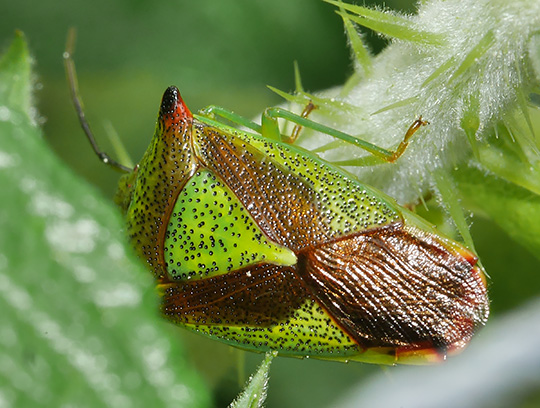 Acanthosoma haemorrhoidale