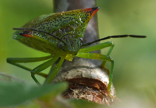 Acanthosoma haemorrhoidale