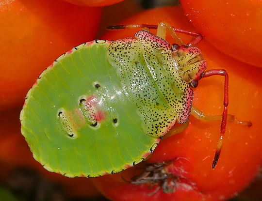 Acanthosoma haemorrhoidale