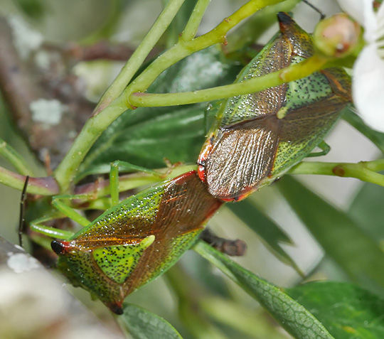 Acanthosoma haemorrhoidale