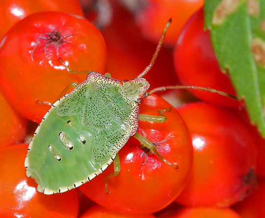 Acanthosoma haemorrhoidale