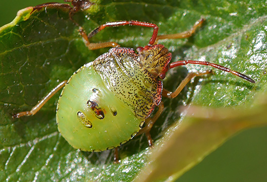 Acanthosoma haemorrhoidale