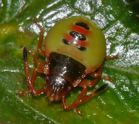 Acanthosoma haemorrhoidale