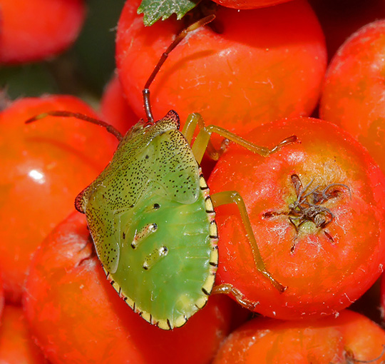 Acanthosoma haemorrhoidale