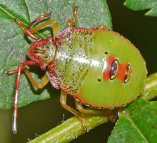 Acanthosoma haemorrhoidale