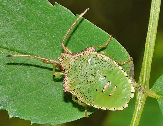Acanthosoma haemorrhoidale