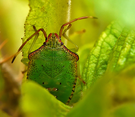 Acanthosoma haemorrhoidale