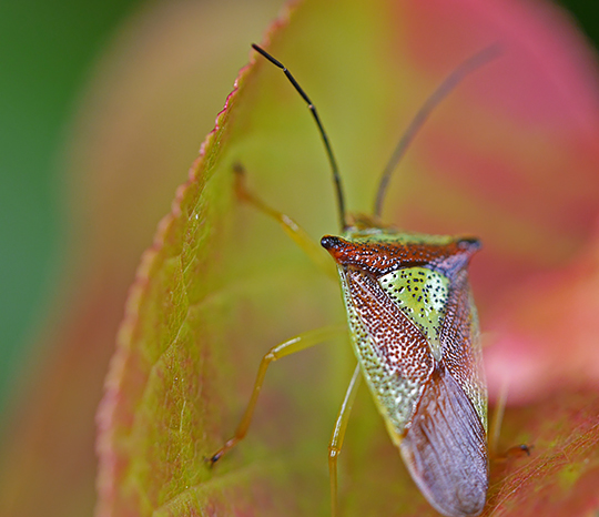 Acanthosoma haemorrhoidale