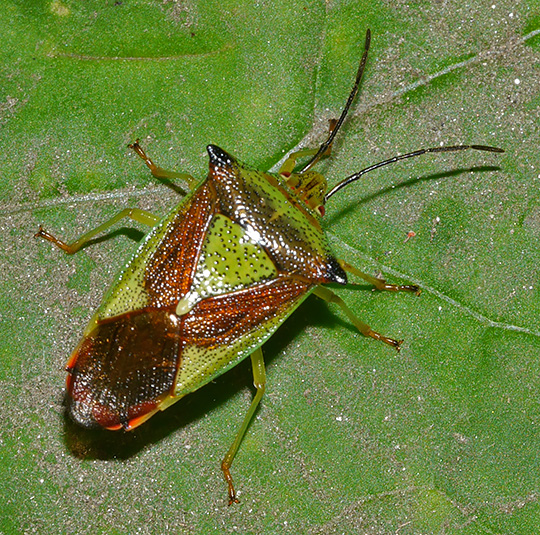 Acanthosoma haemorrhoidale