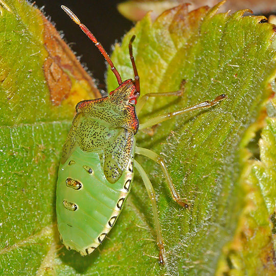 Acanthosoma haemorrhoidale