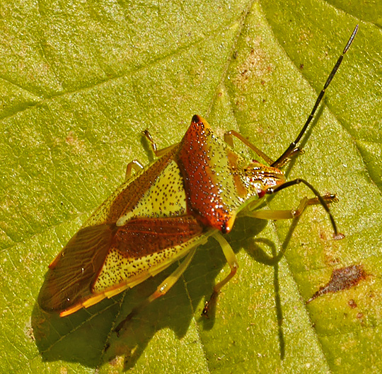 Acanthosoma haemorrhoidale