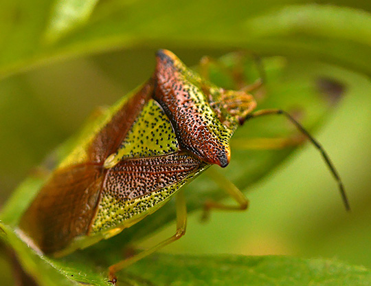 Acanthosoma haemorrhoidale