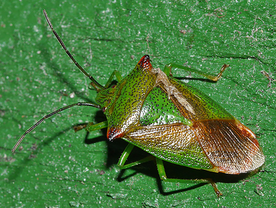 Acanthosoma haemorrhoidale