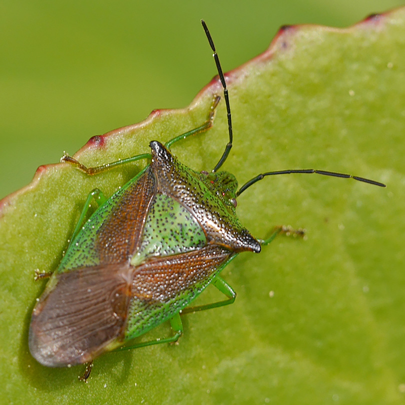 Acanthosoma haemorrhoidale