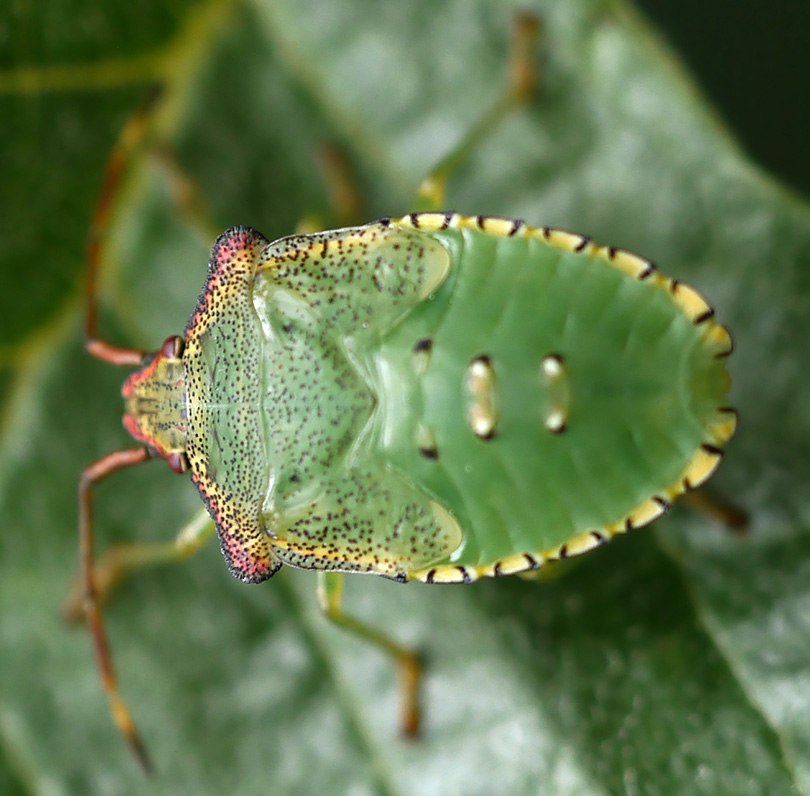Acanthosoma haemorrhoidale