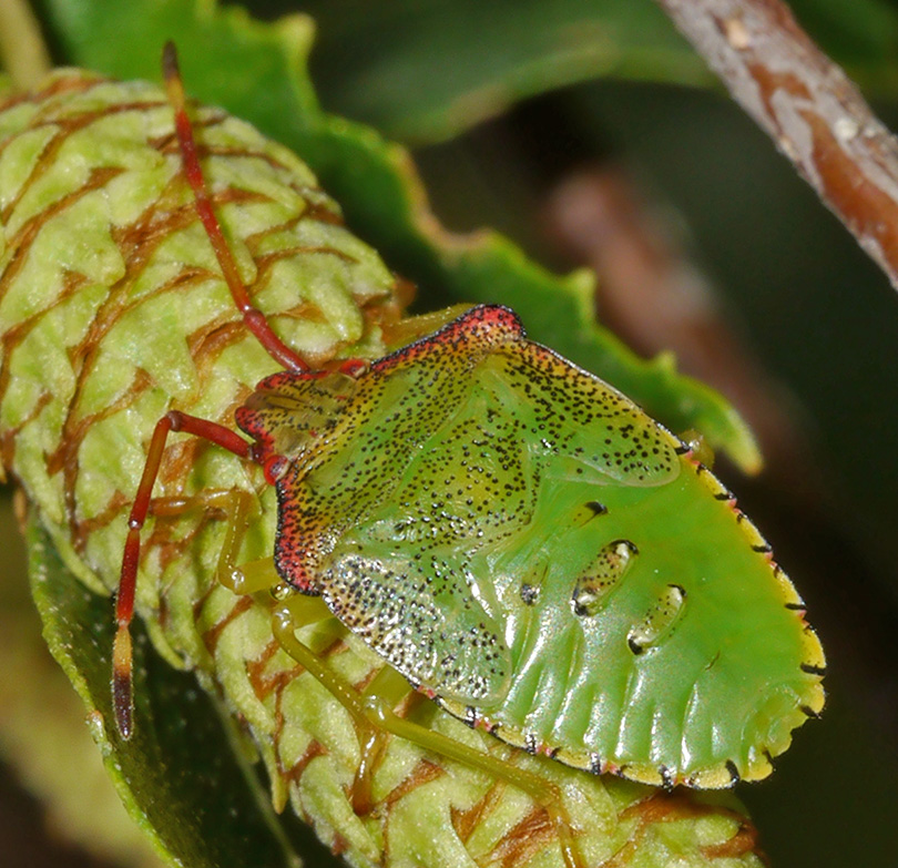 Acanthosoma haemorrhoidale