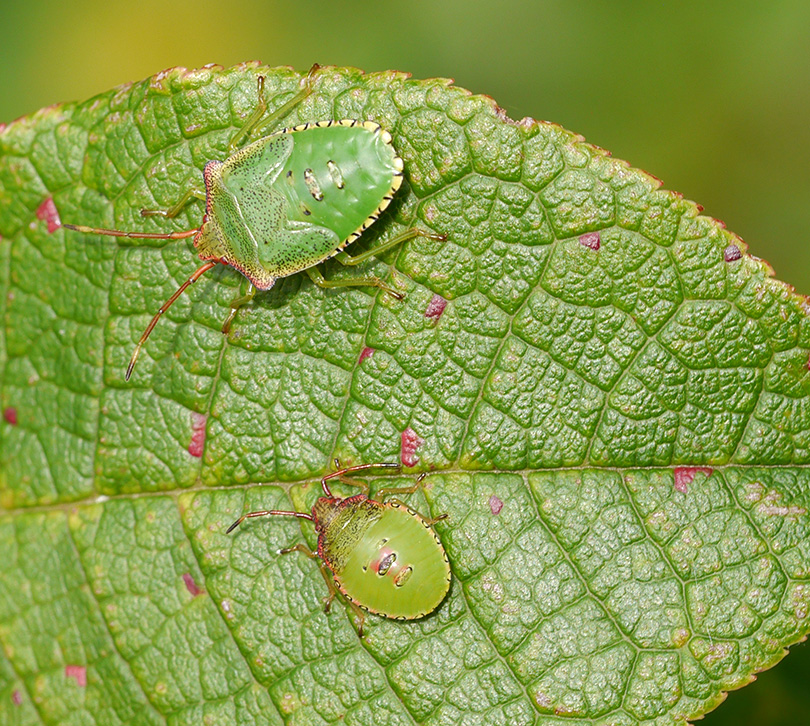 Acanthosoma haemorrhoidale