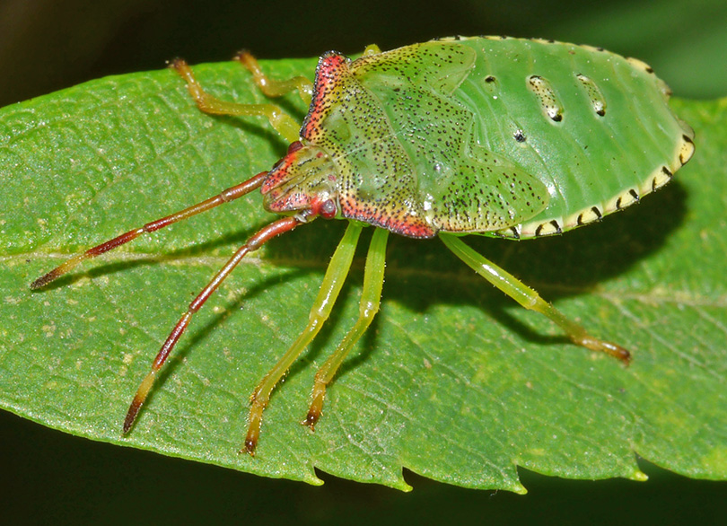 Acanthosoma haemorrhoidale