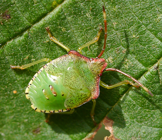 Acanthosoma haemorrhoidale