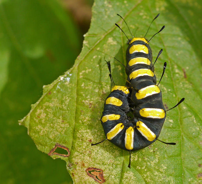 Acronicta alni