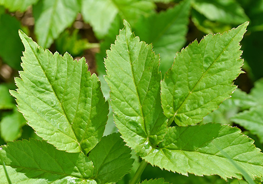 Aegopodium podagraria