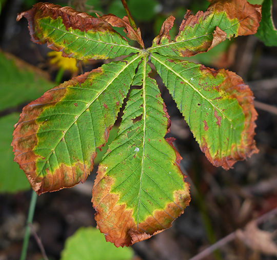 Aesculus hippocastanum