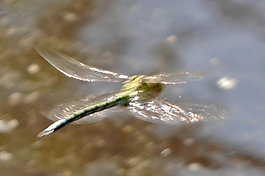 Aeshna cyanea