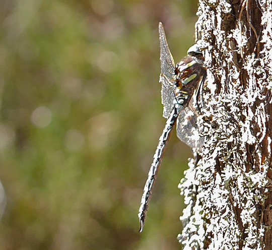 Aeshna juncea