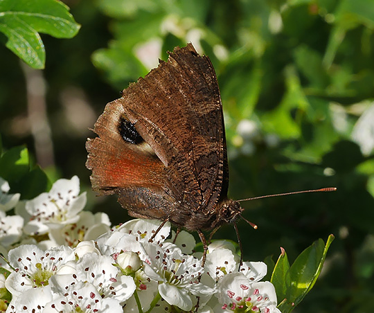 Aglais io