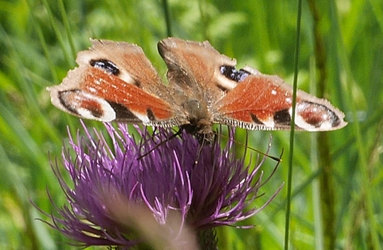 Aglais io