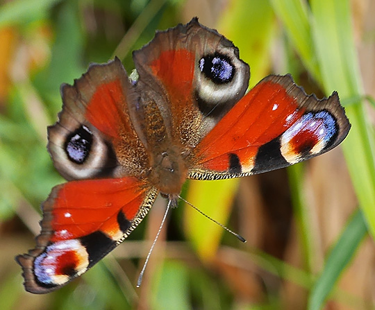 Aglais io