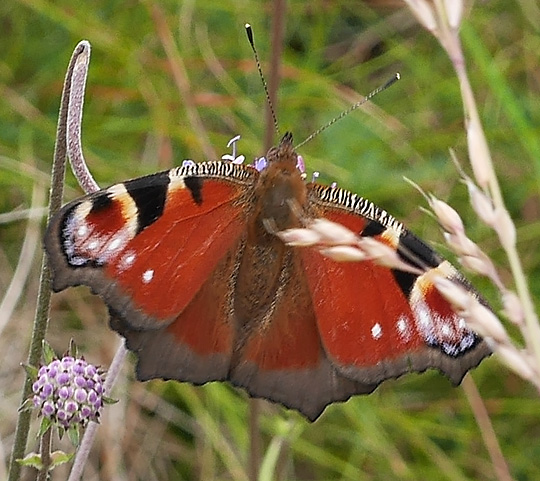 Aglais io