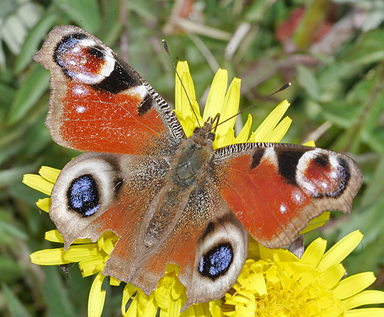 Aglais io