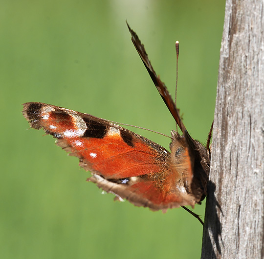 Aglais io