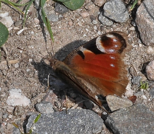Aglais io