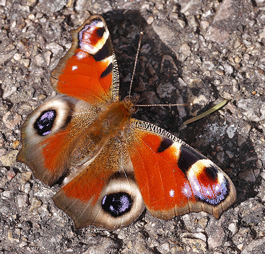 Aglais io