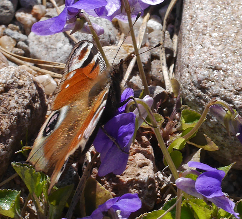 Aglais io