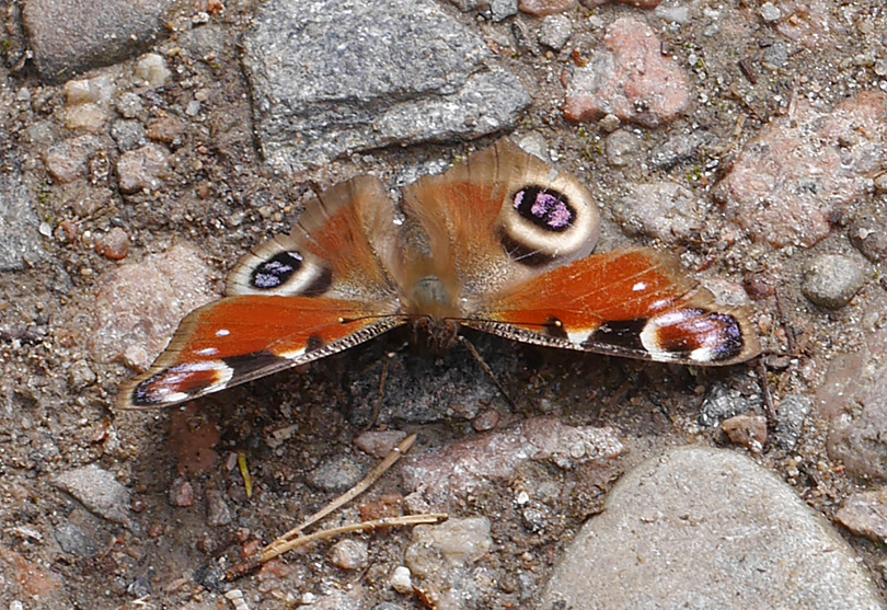 Aglais io