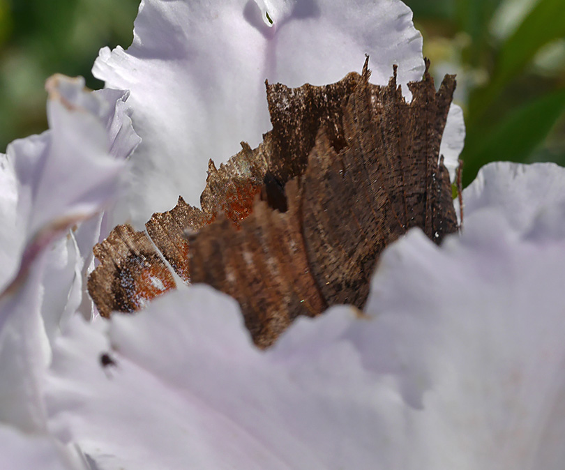 Aglais io